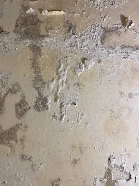 Best Attic Mold Removal  in Countryside, VA