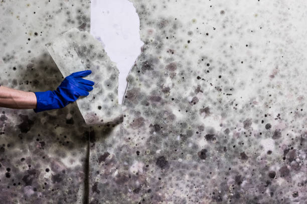 Best Commercial Mold Removal  in Countryside, VA