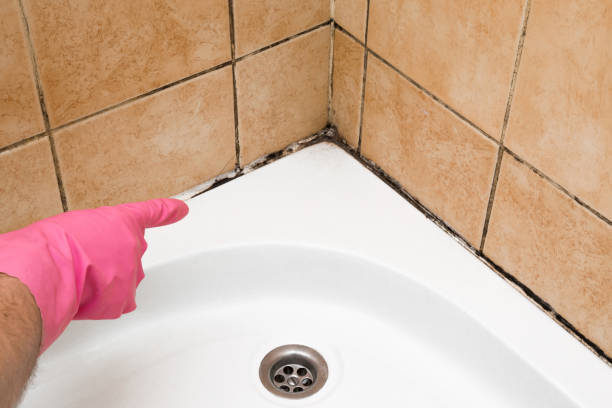Best Commercial Mold Removal  in Countryside, VA